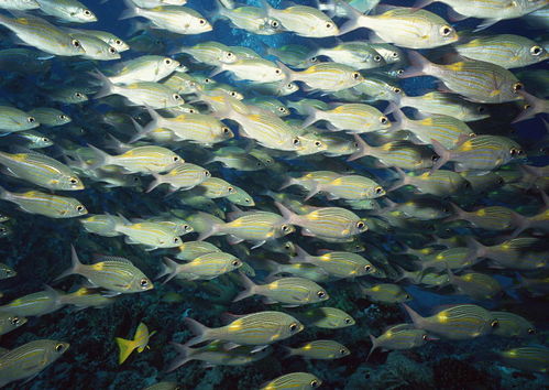 海洋生物深海动物海鱼水产水底风景图片素材 模板下载 2.81MB 其他大全 标志丨符号